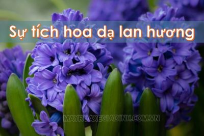 Sự tích về hoa Dạ Lan Hương ở Việt Nam