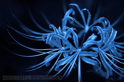 Hoa Bỉ Ngạn màu xanh dương có ý nghĩa gì?