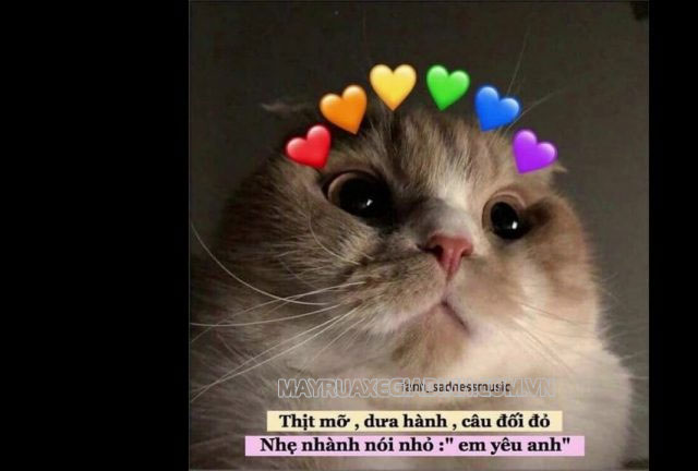 Meme cute từ những chú mèo mang biểu cảm dễ thương cùng caption thả thính thú vị trên Internet.