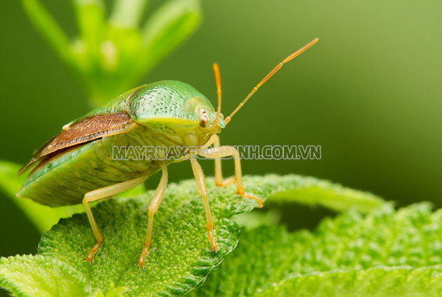 Chụp ảnh macro bằng ống kính Tele có tiêu cự > 200mm.