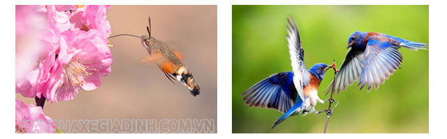 Ví dụ cơ quan tương tự như cánh chim và côn trùng.