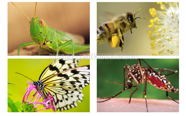 Ví dụ cơ quan tương đồng ở các loài côn trùng, sâu bọ.