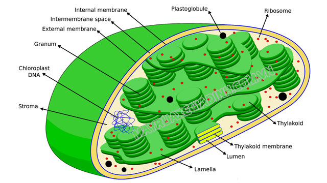 Cấu tạo của lục lạp sinh học 11. Lục lạp là bào quan quang hợp.