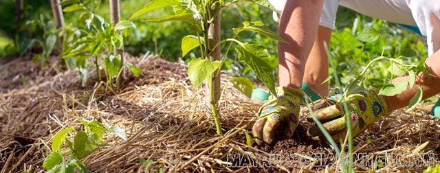 Tận dụng tàn dư thực vật là biện pháp làm tăng độ phì nhiêu của đất.