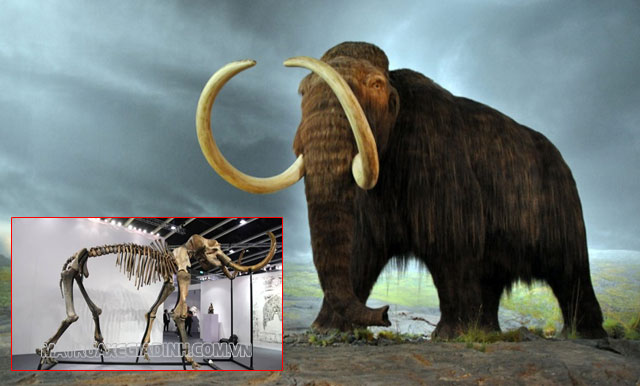  Ảnh minh họa hóa thạch voi ma mút được trưng bày.
