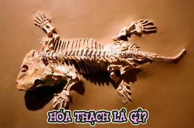 Tìm hiểu hóa thạch là gì sinh học 12.