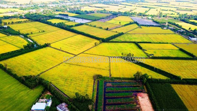 Đất phù sa đồng bằng - thổ nhưỡng Việt Nam thích hợp để trồng cây lương thực.