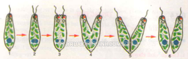 Trùng roi là đơn bào và Quá trình diễn ra sinh sản của trùng roi.
