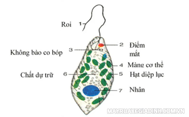 Hình dạng của trùng roi và cấu tạo của chúng.