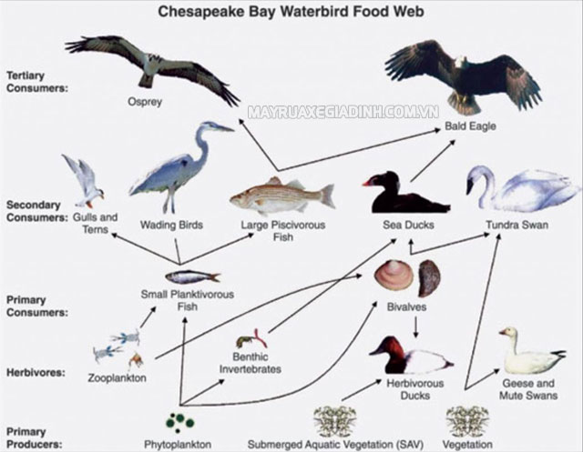 Hình vẽ lưới thức ăn trong hệ sinh thái.