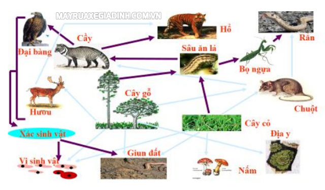 Hình ảnh minh họa ví dụ về lưới thức ăn trong hệ sinh thái rừng.