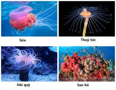 Hải quỳ, sứa, san hô,... là những một số đại diện của ngành ruột khoang.
