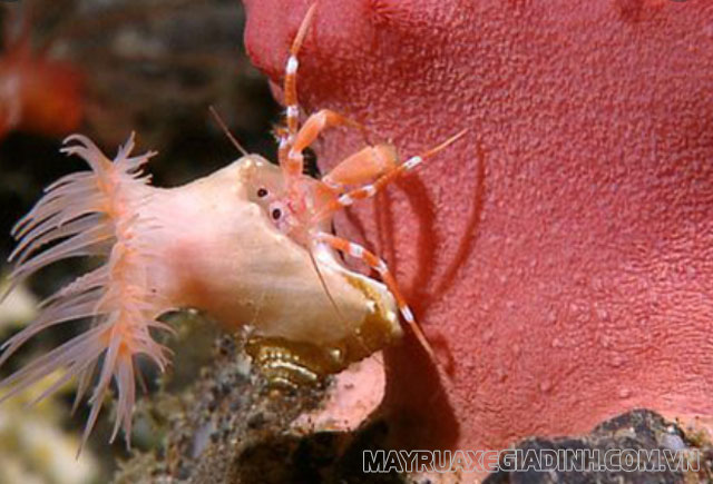Tôm và hải quỳ là 2 sinh vật biển sống cộng sinh vừa để di chuyển và chống lại sự tấn công của kẻ thù.
