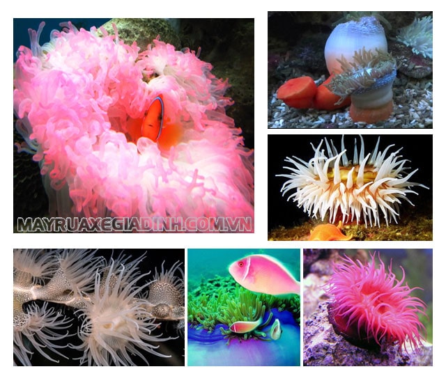 Hải quỳ là một đại diện của ngành ruột khoang.