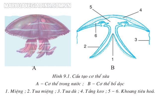 Tìm hiểu đặc điểm cấu tạo của sứa - một đại diện ngành ruột khoang.