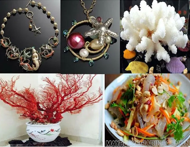 Các sinh vật ruột khoang được dùng làm đồ lưu niệm, vật liệu xây dựng và cả thực phẩm,....