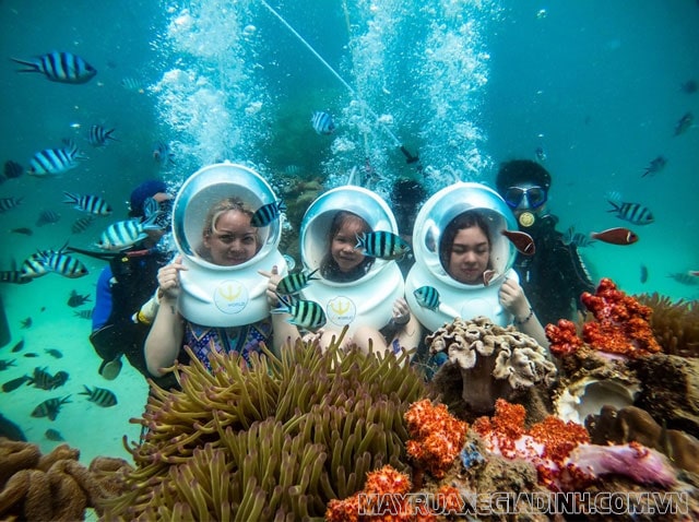 Ngành ruột khoang thu hút du khách giúp phát triển du lịch địa phương.