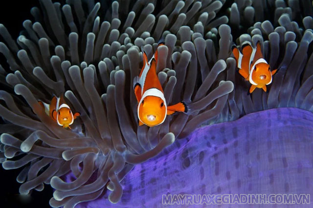 Vai trò của ngành ruột khoang: là thức ăn và nơi ẩn nấp của nhiều sinh vật biển khác.