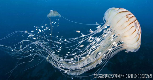 Đại diện sứa ngành ruột khoang di chuyển thuận lợi.