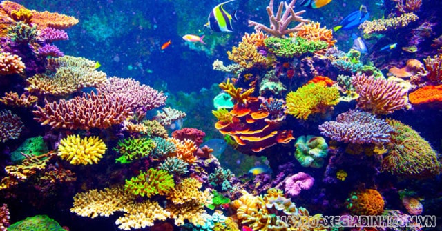 Các tập đoàn san hô liên kết với nhau sau thời gian dài tạo thành rạn san hô.