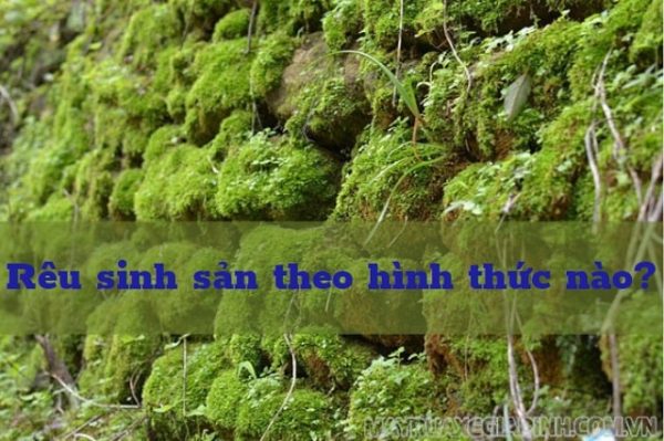 Rêu sinh sản theo hình thức nào? Vai trò, cấu tạo chi tiết của rêu