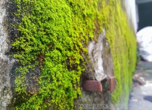 Rêu sinh sản theo hình thức nào? Vai trò, cấu tạo chi tiết của rêu