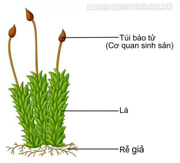 Rêu sinh sản theo hình thức nào? Vai trò, cấu tạo chi tiết của rêu