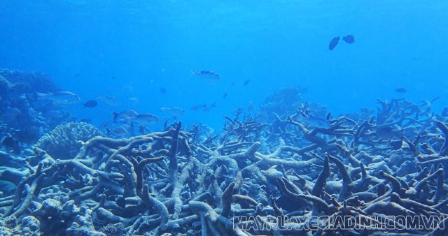 Rạn san hô Great Barrier tại Úc với 500 nghìn năm tuổi đã mất gần một nửa số san hô so với năm 1990.