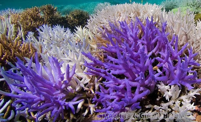 Tìm hiểu san hô sinh sản vô tính như ở thực vật.