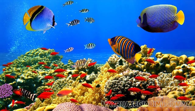 Thường có sự nhầm lẫn san hô là thực vật tự dưỡng quang hợp.