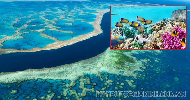 Rạn san hô được xây dựng bởi rất nhiều quần xã san hô