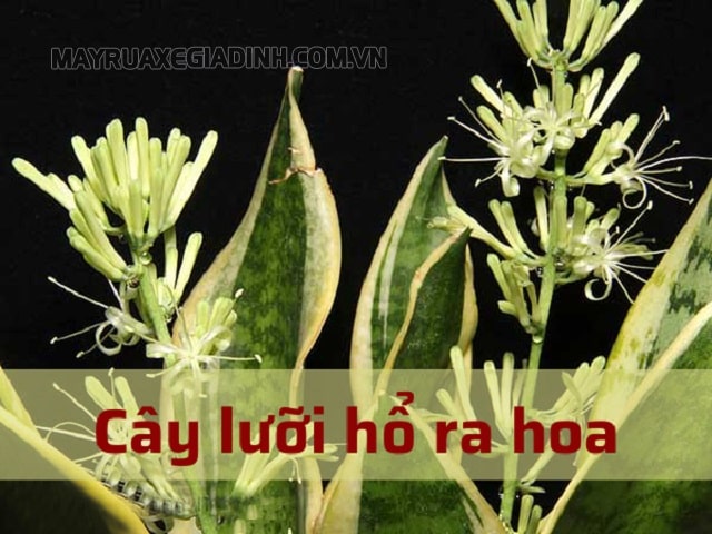 Hoa của cây lưỡi hổ mang ý nghĩa may mắn, thuận lợi và tiền tài dồi dào.