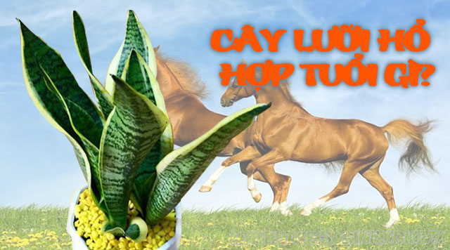 Cây lưỡi hổ hợp với những người tuổi Ngọ