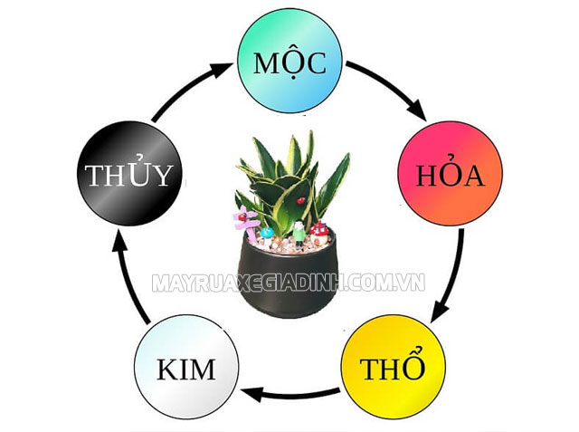 Những người mệnh Thổ và mệnh Kim hợp để trồng cây lưỡi hổ.