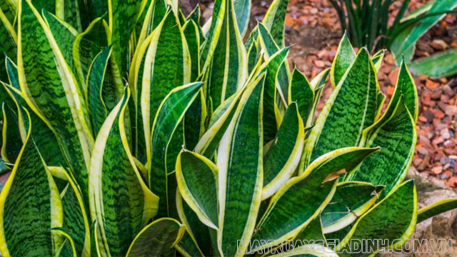 Cây lưỡi hổ tiếng Anh là Sansevieria trifasciata (tên khoa học).