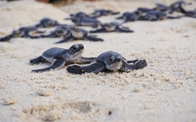 Hình ảnh những chú rùa con đang tìm đường ra biển.