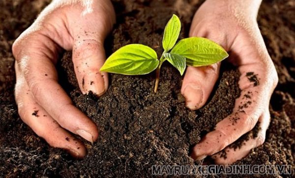 Đất phèn là gì? Đặc điểm, nguyên nhân hình thành đất phèn