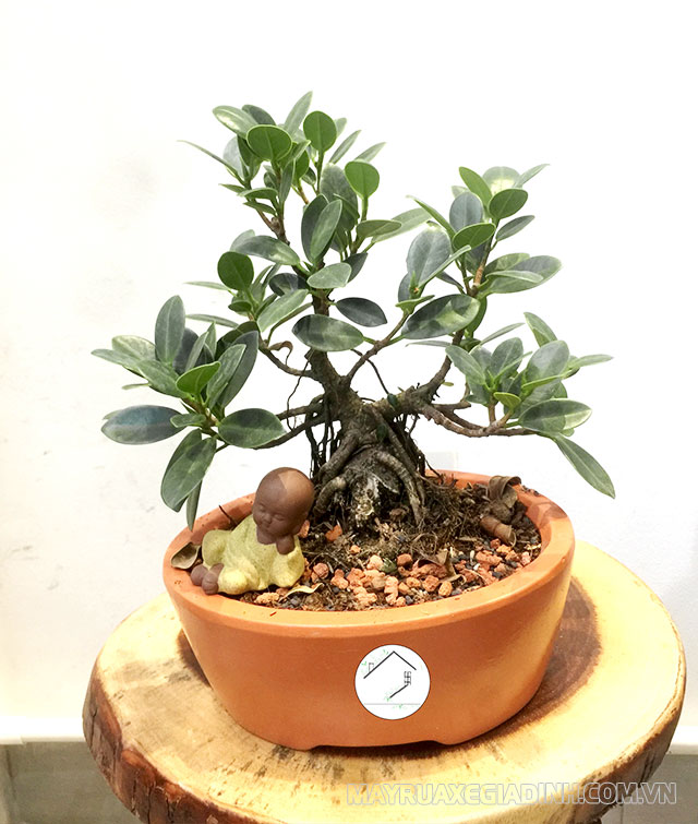 Lựa chọn cây si dáng bonsai để làm cảnh trong khuôn viên nhà ở.