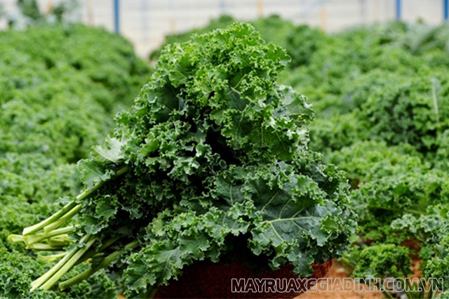 Tìm hiểu cải kale là cải gì? Cải kale nấu món gì?