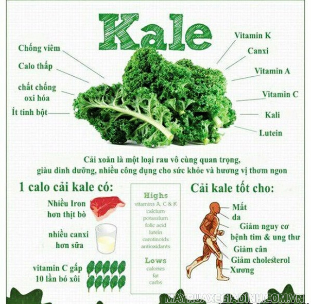 Rau cải kale công dụng tuyệt vời với sức khỏe con người.