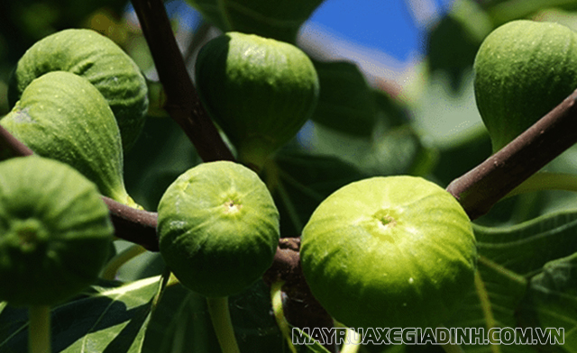 Fig là quả gì? Hình ảnh trái sung Kadota (Kadota Figs).