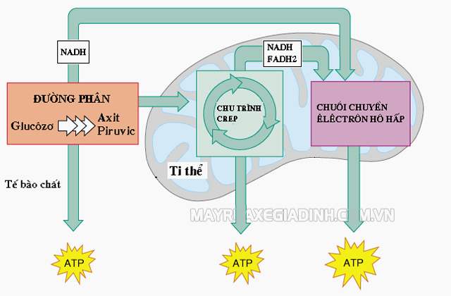Chức năng chính của ti thể là tạo năng lượng ATP mà tế bào có thể dùng được.