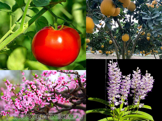 Thực vật hạt kín là loài có hoa, quả và hạt.