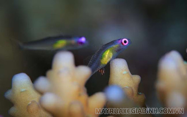 Paedocypris Progenetica - loài cá nhỏ bé nhất thế giới.
