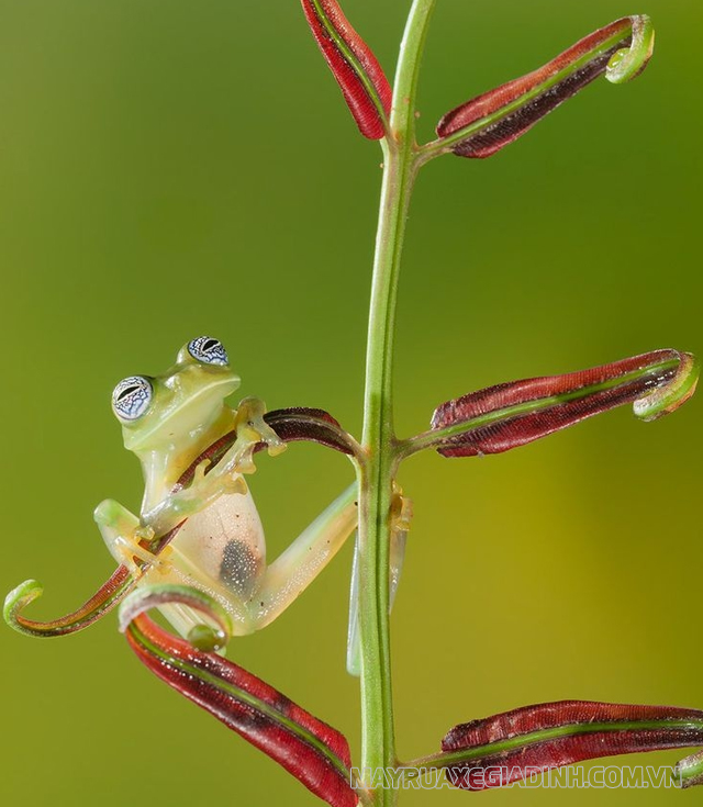 Hình ảnh ếch Limosa Harlequin.