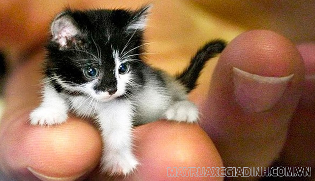 Mèo nhỏ nhất thế giới Maine Coon.