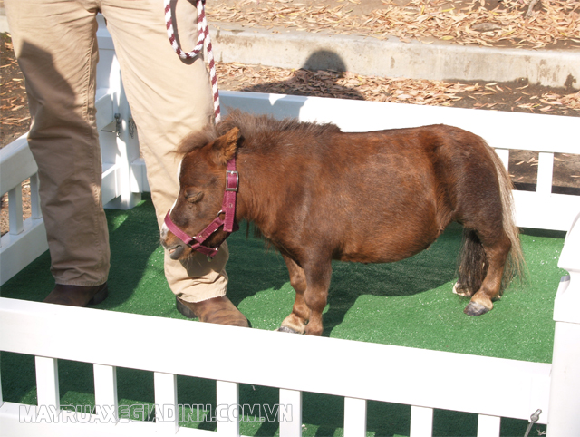 Ngựa Thumbelina được công nhận là ngựa nhỏ nhất thế giới.