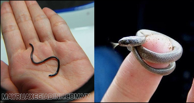 Loài rắn nhỏ nhất thế giới: Rắn Leptotyphlops Carlae.