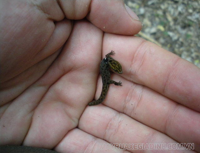 Con vật nhỏ nhất thế giới: Tắc kè lùn Sphaerodactylus ariasae.